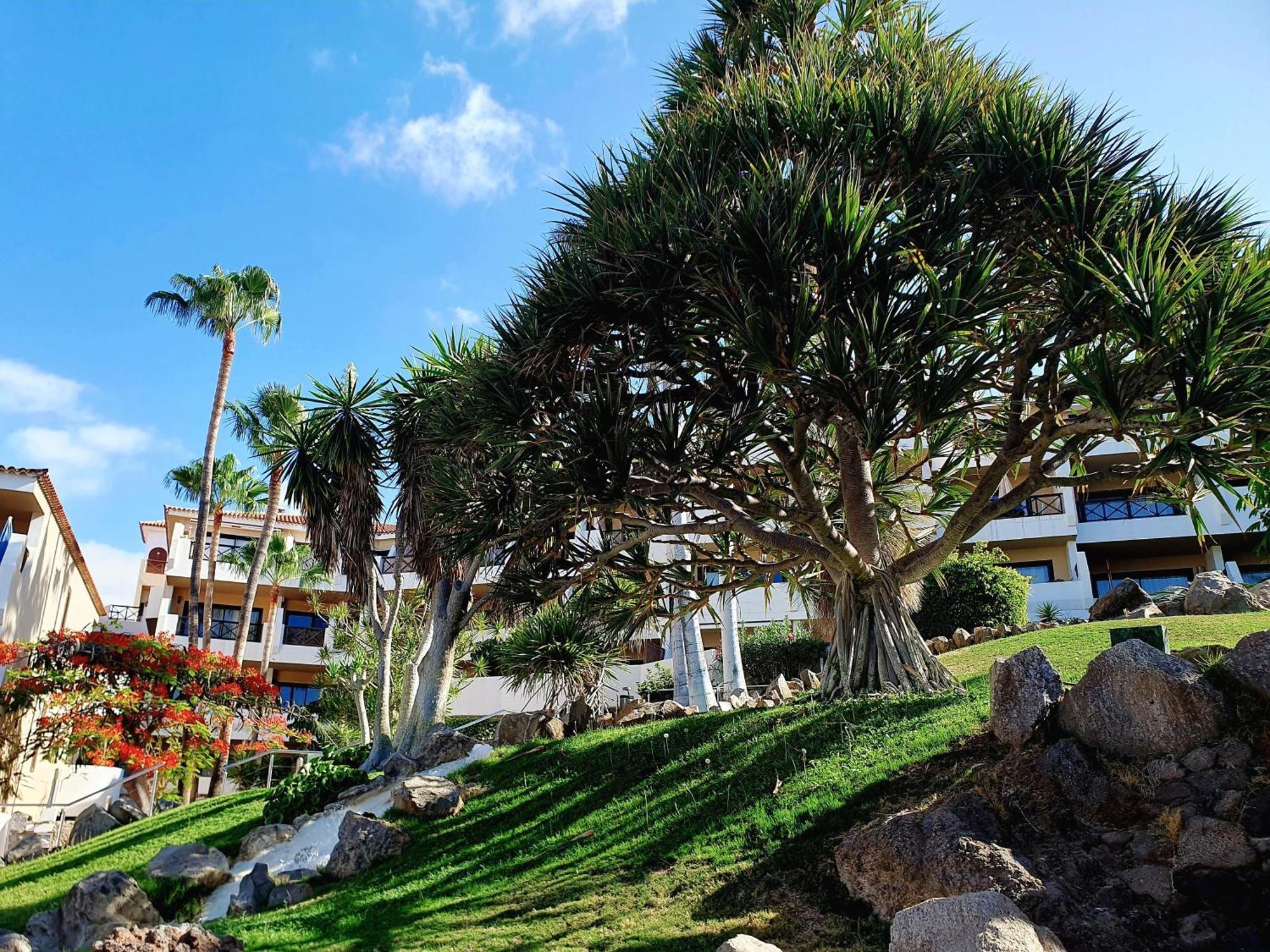 Spacious Apartment With Private Garden In Tenerife South San Miguel de Abona Eksteriør billede